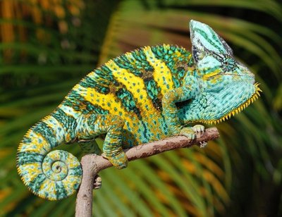 Veiled-Chameleon-Pictures.jpg