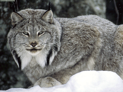 lynx 1.gif