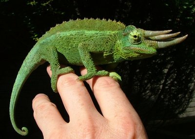 chameleon22.jpg